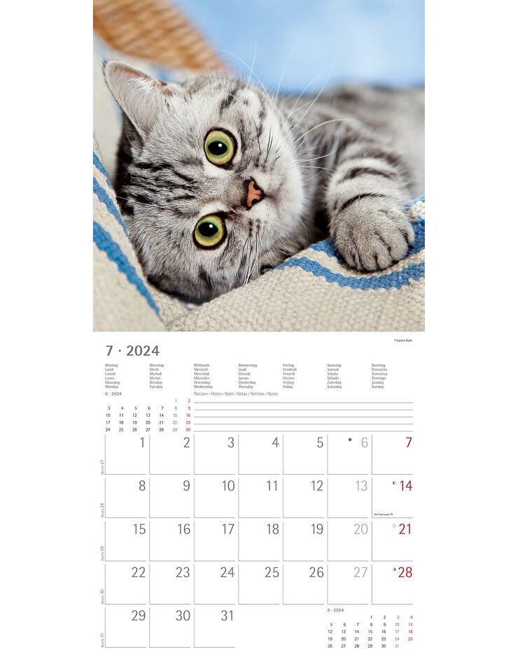 Calendrier 2024 chats (unique)