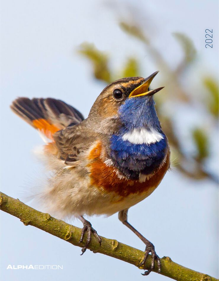 Calendrier 2024 oiseaux (unique)