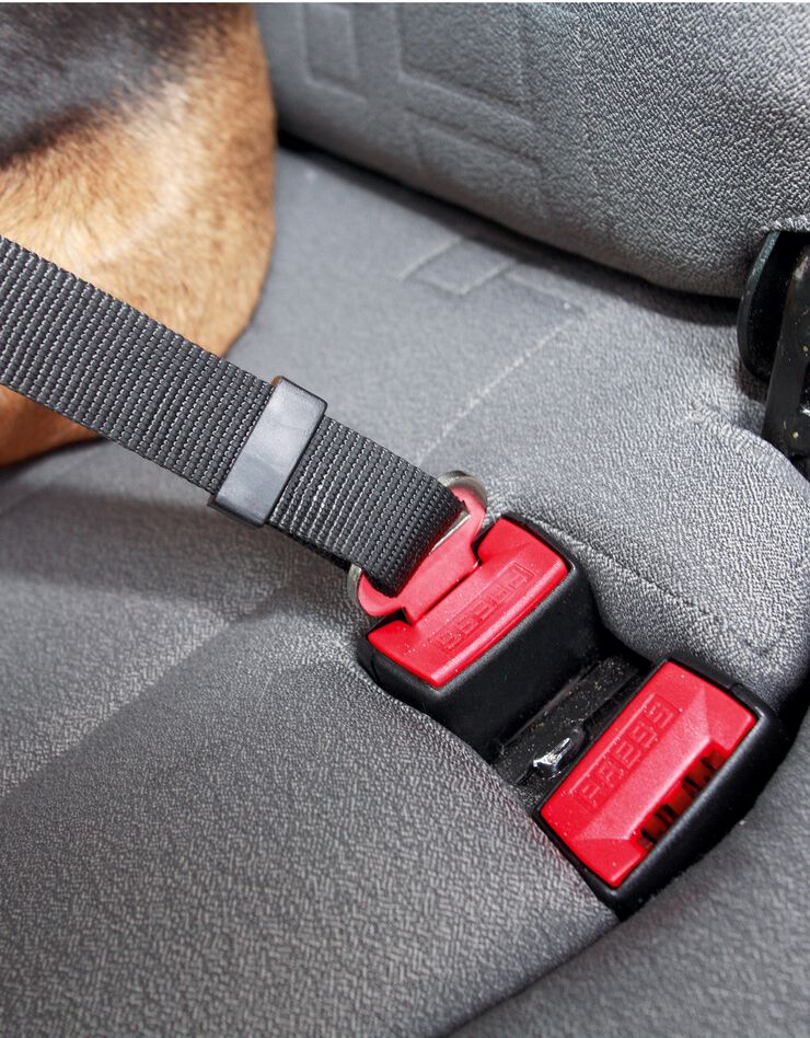 Harnais et sangle de sécurité pour chien (noir) Harnais et sangle de sécurité pour chien (noir)