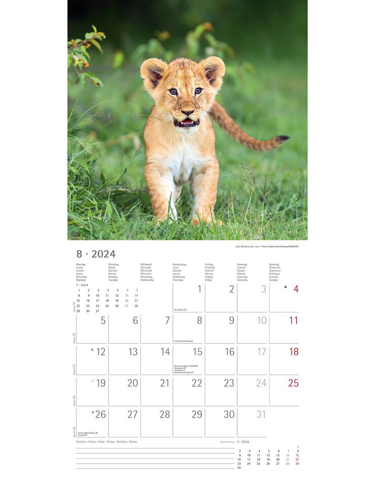 Calendrier 2024 bébés animaux (unique)