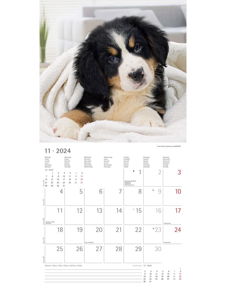 Calendrier 2024 chiens (unique)
