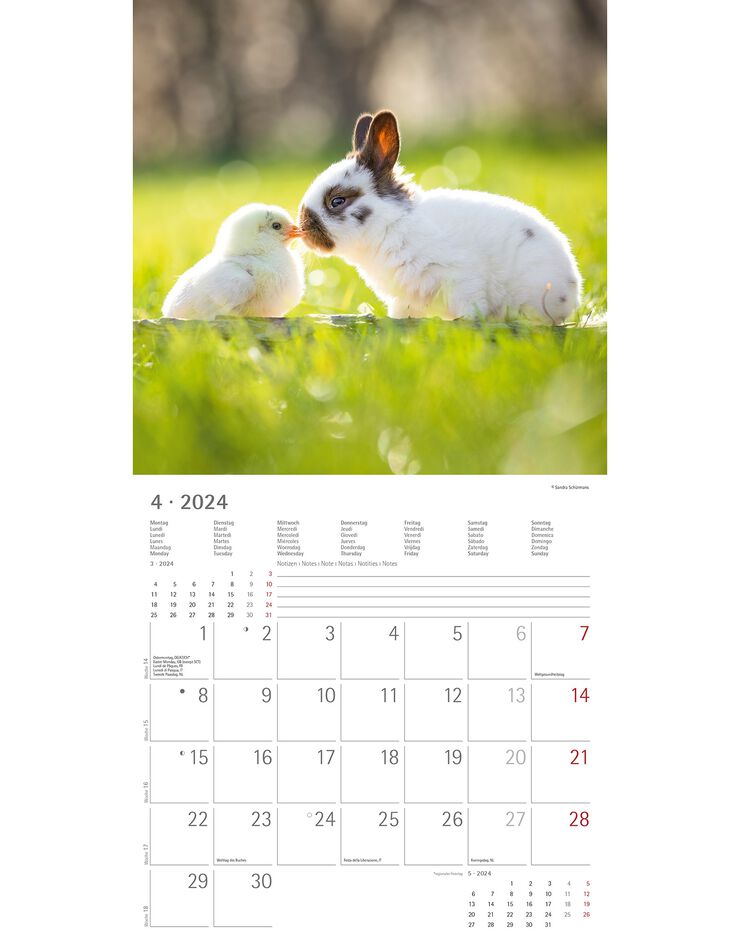 Calendrier 2024 amis animaux (unique)
