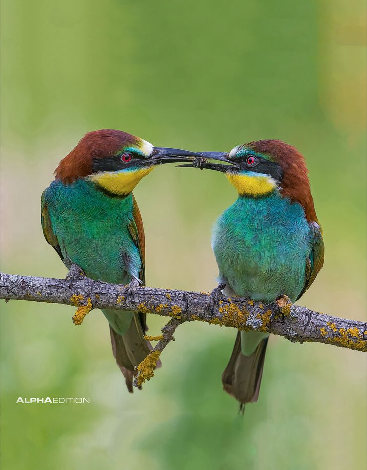 Calendrier 2024 oiseaux (unique)