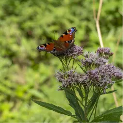 Biodiversité