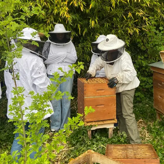 Photos de salariés avec des abeilles